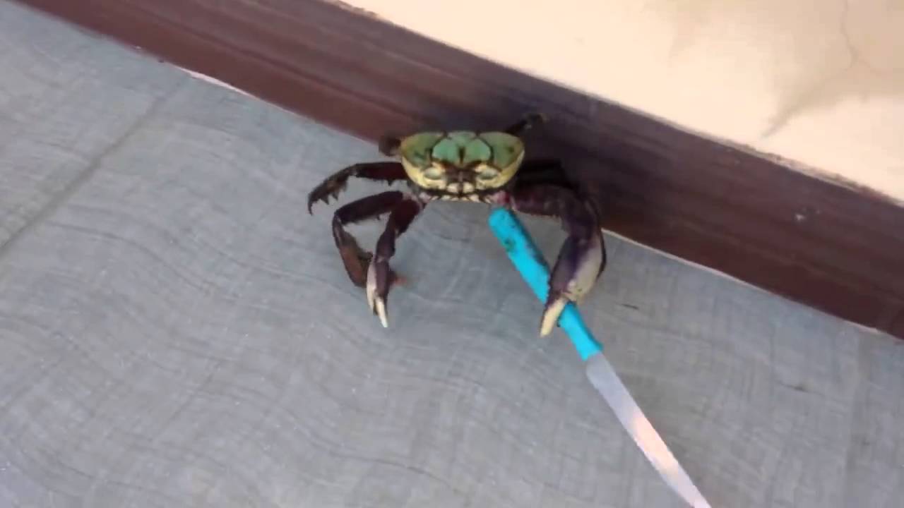 sword-fighter-crab-__-knife-attacl