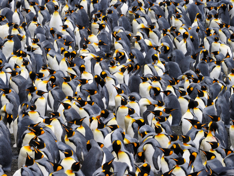 colony_penguins.jpg