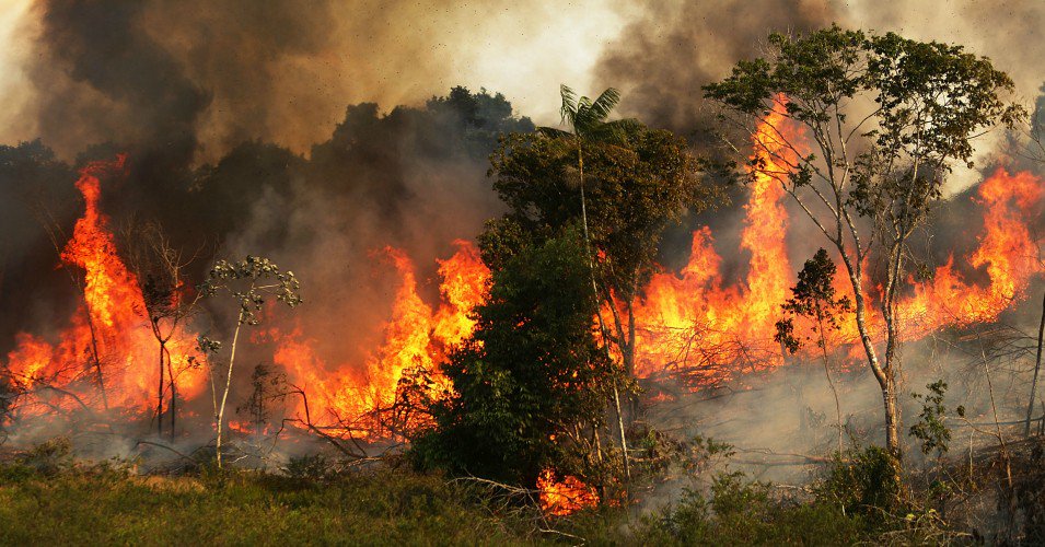 the-amazon-rainforest-is-on-fire-and-hardly-anyones-talking-about-it.jpg