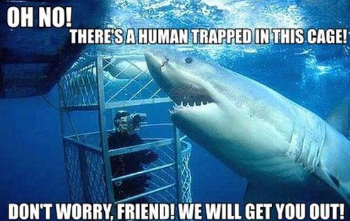 Misunderstood-Shark Cage
